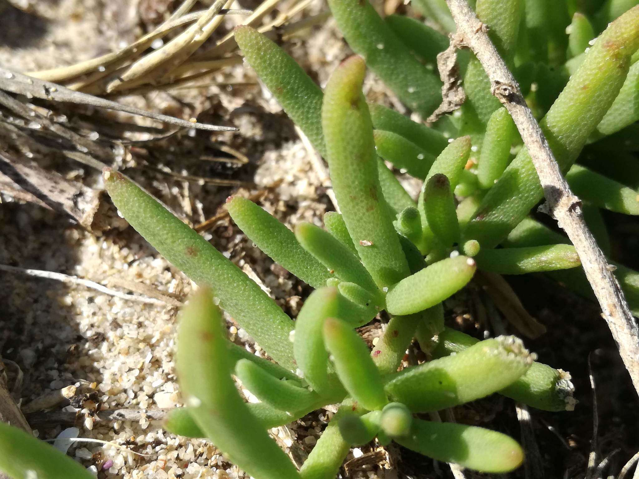 Image of Mesembryanthemum canaliculatum Haw.