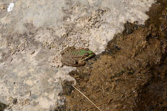 Image of Balkan Water Frog