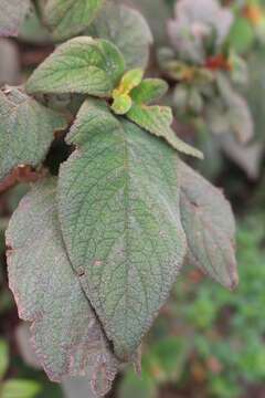 Image of Moussonia strigosa (C. V. Morton) Wiehler