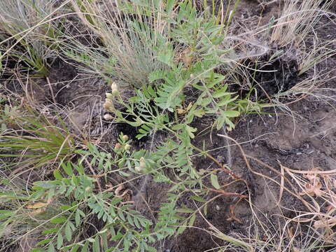 Image of Sibbaldianthe bifurca subsp. orientalis (Juz.) Kurtto & T. Erikss.