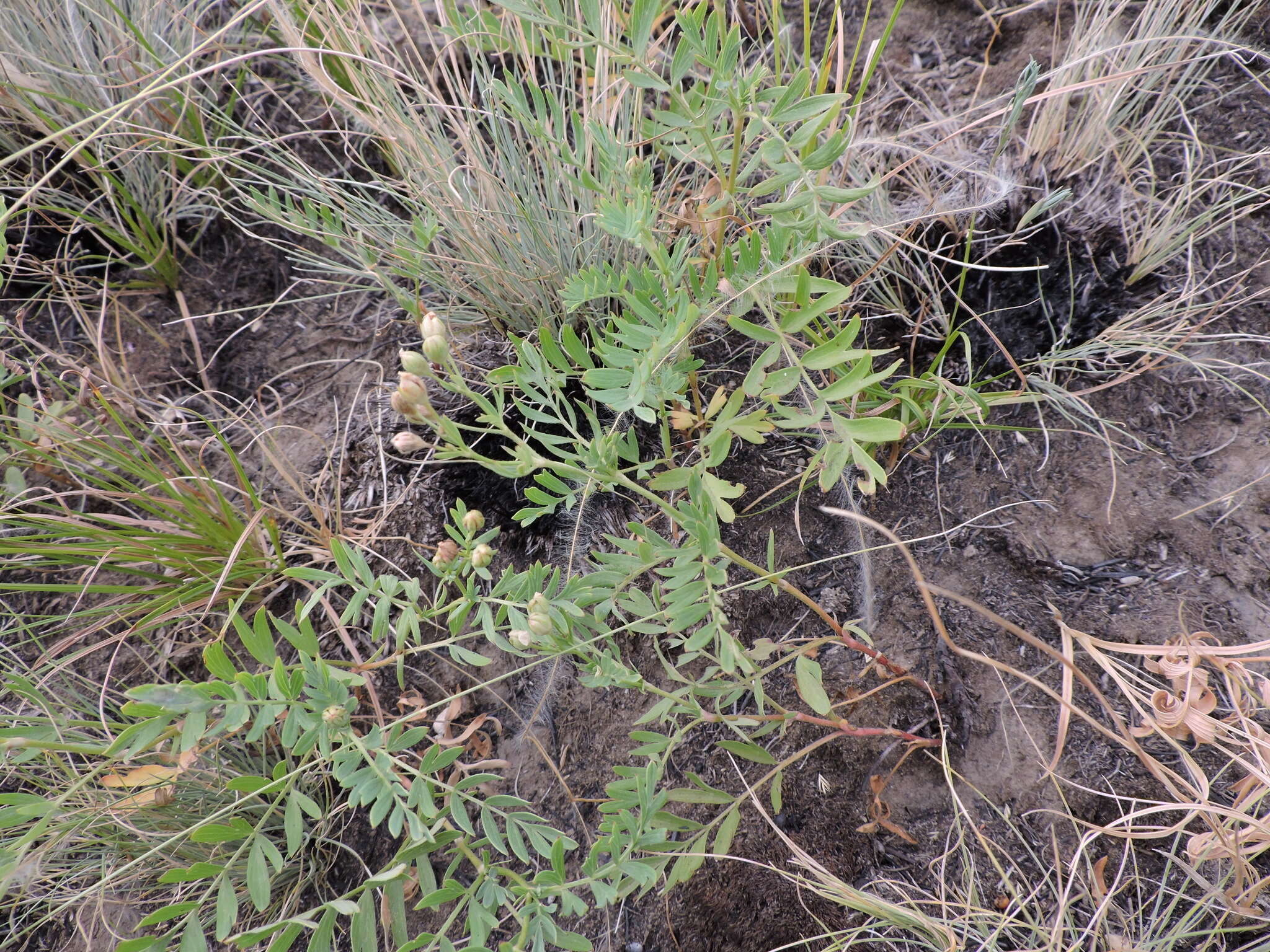 Image de Sibbaldianthe bifurca subsp. orientalis (Juz.) Kurtto & T. Erikss.