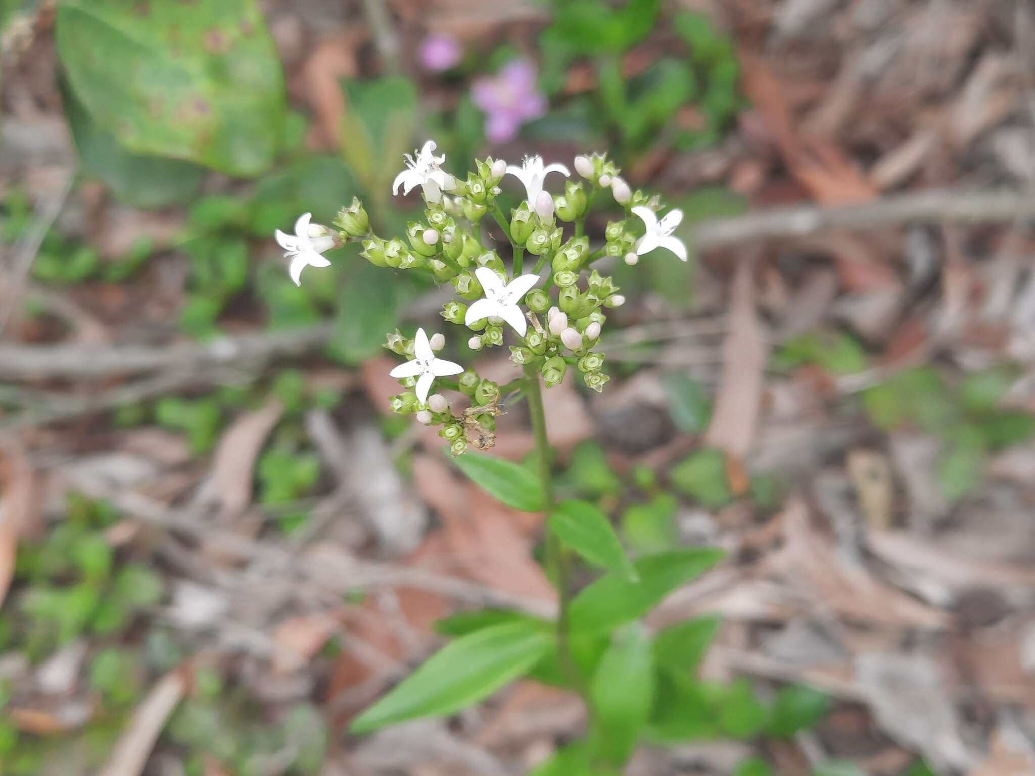 Image of Hedyotis lancea Thunb. ex Maxim.