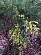 Sivun Acacia pubescens (Vent.) R. Br. kuva