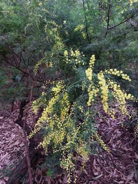 Sivun Acacia pubescens (Vent.) R. Br. kuva