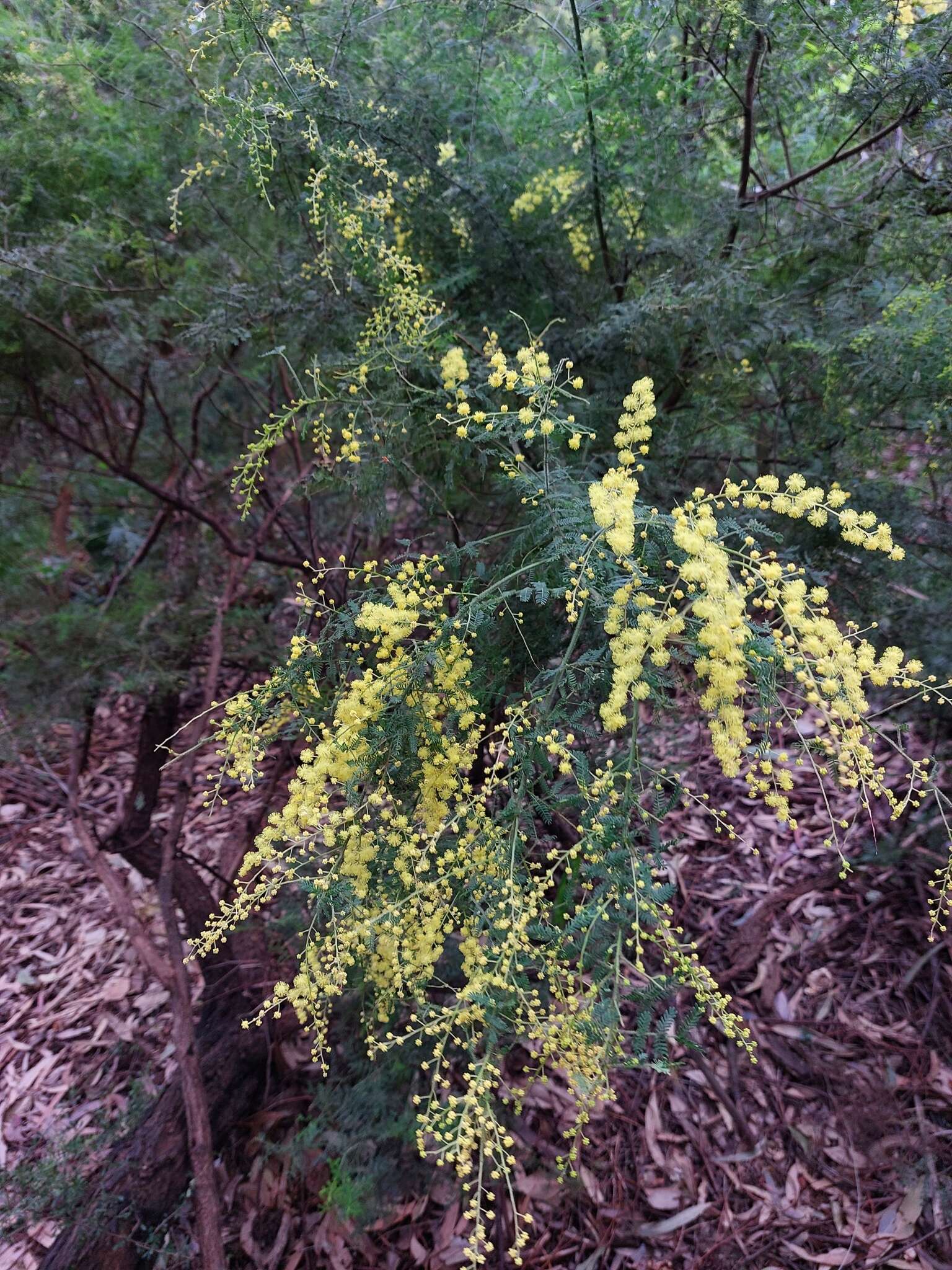 Image de Acacia pubescens (Vent.) R. Br.