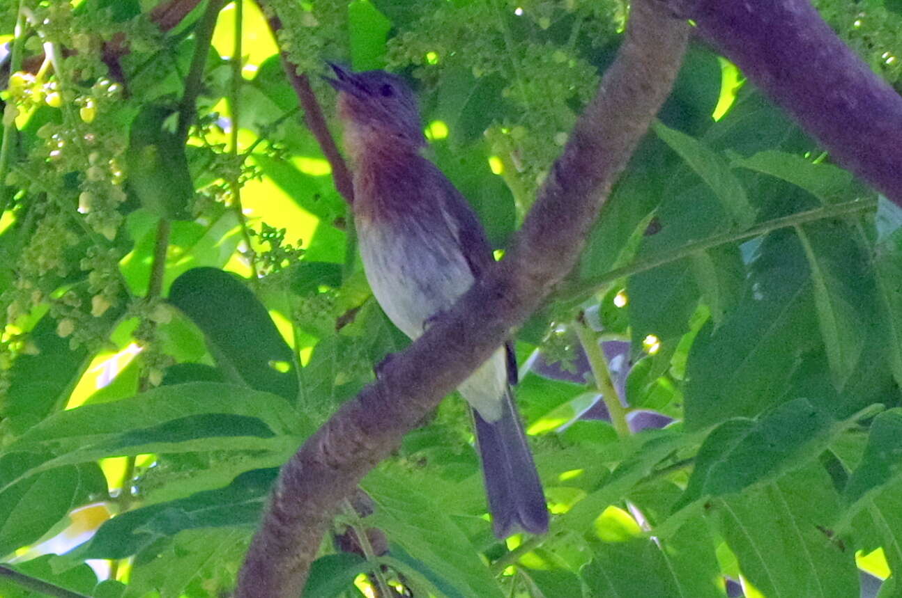 Image of Philippine Bulbul