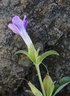 Image of Barleria lancifolia T. Anders.