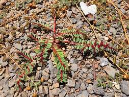 Слика од Euphorbia anthonyi Brandegee