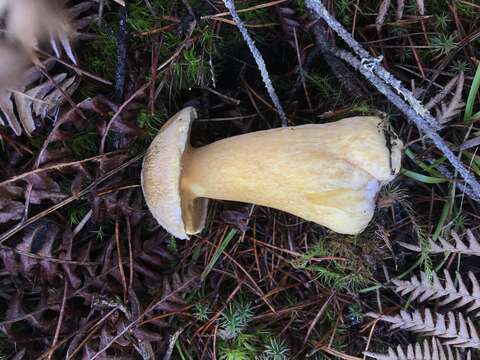 Image of Suillus tomentosus Singer 1960