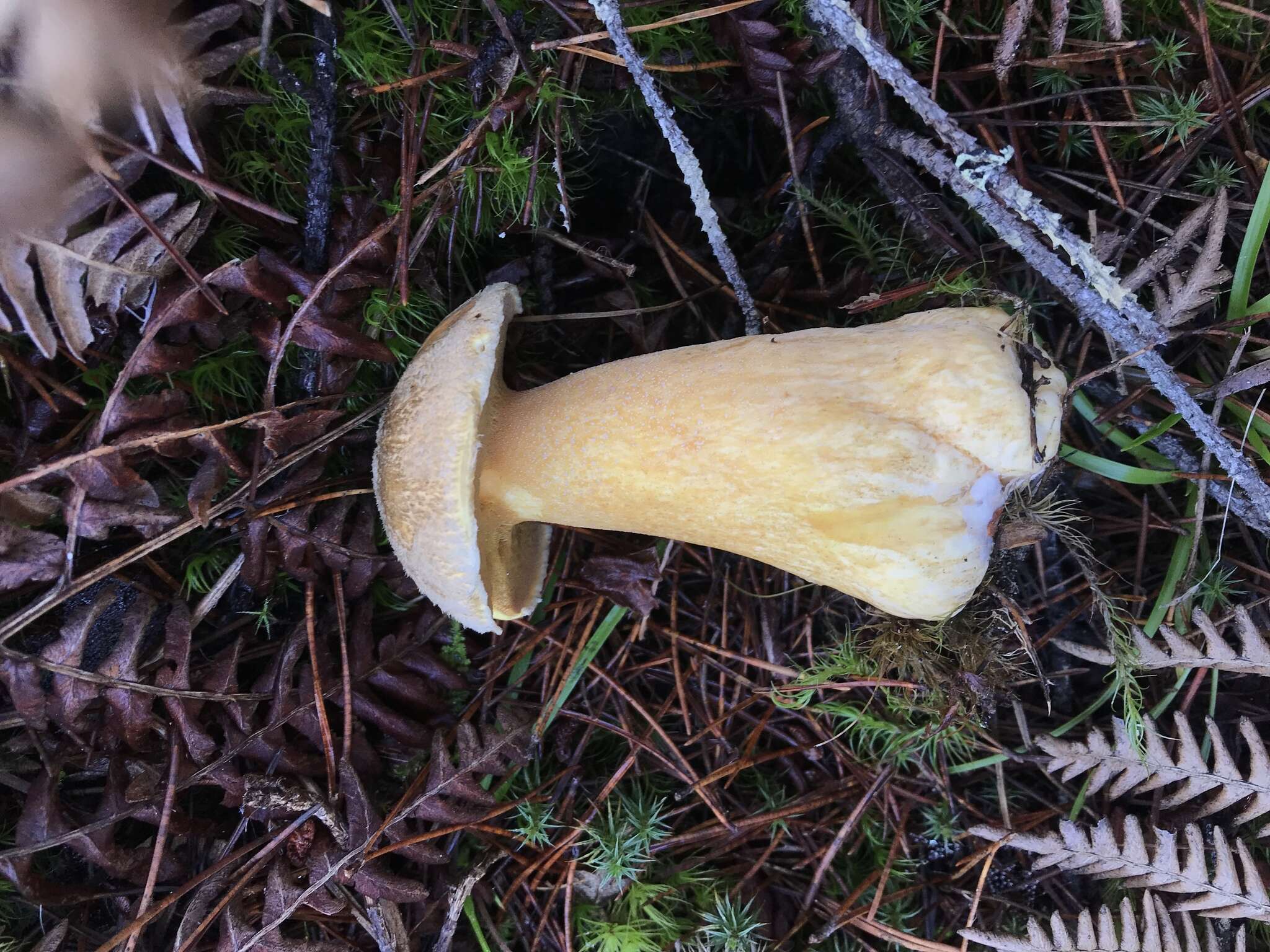 Image de Suillus tomentosus Singer 1960