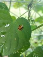 Image of Aspidimorpha (Aspidimorpha) punctum (Fabricius 1801)