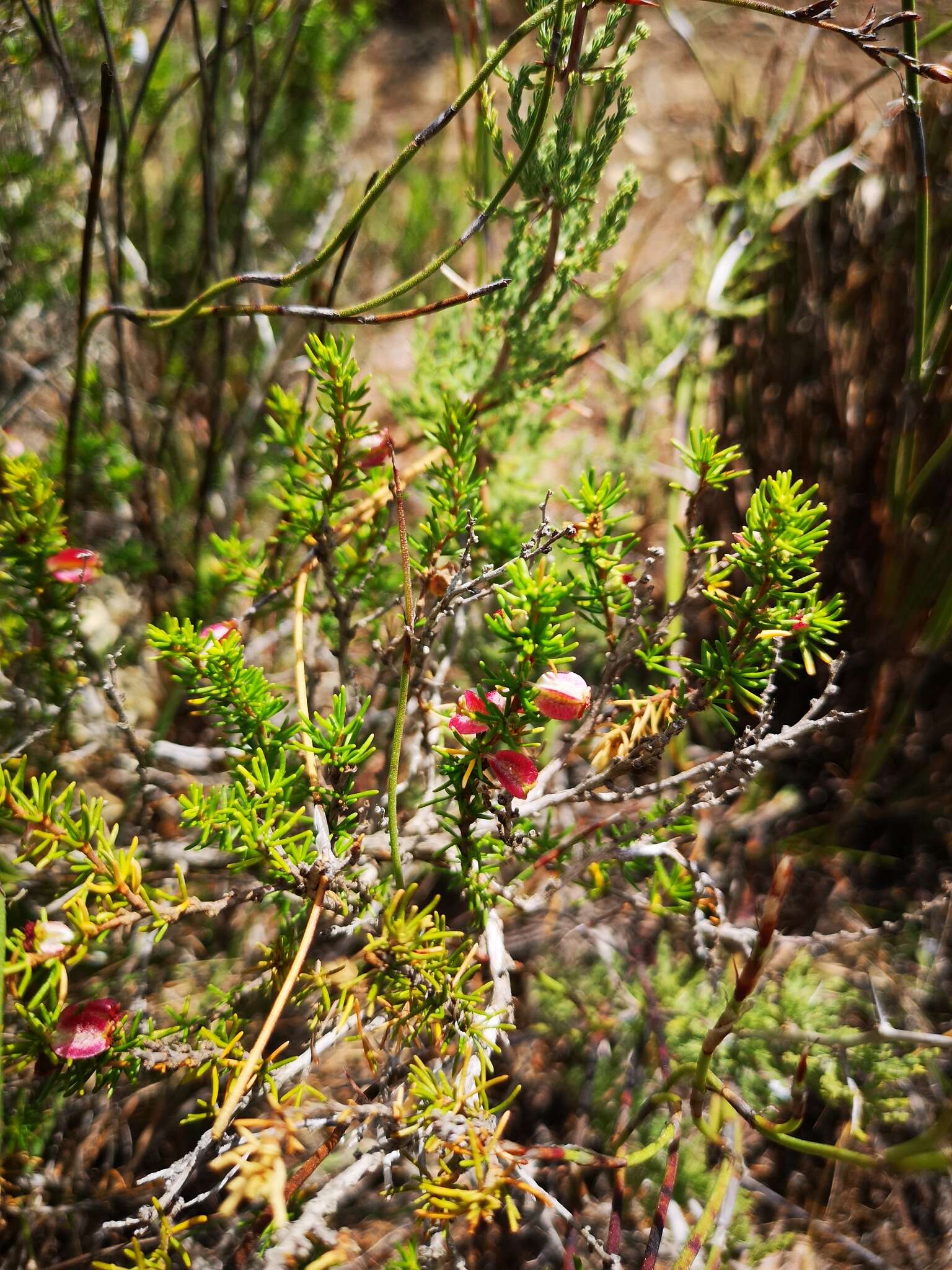 Image of Cliffortia burgersii E. G. H. Oliver & A. C. Fellingham