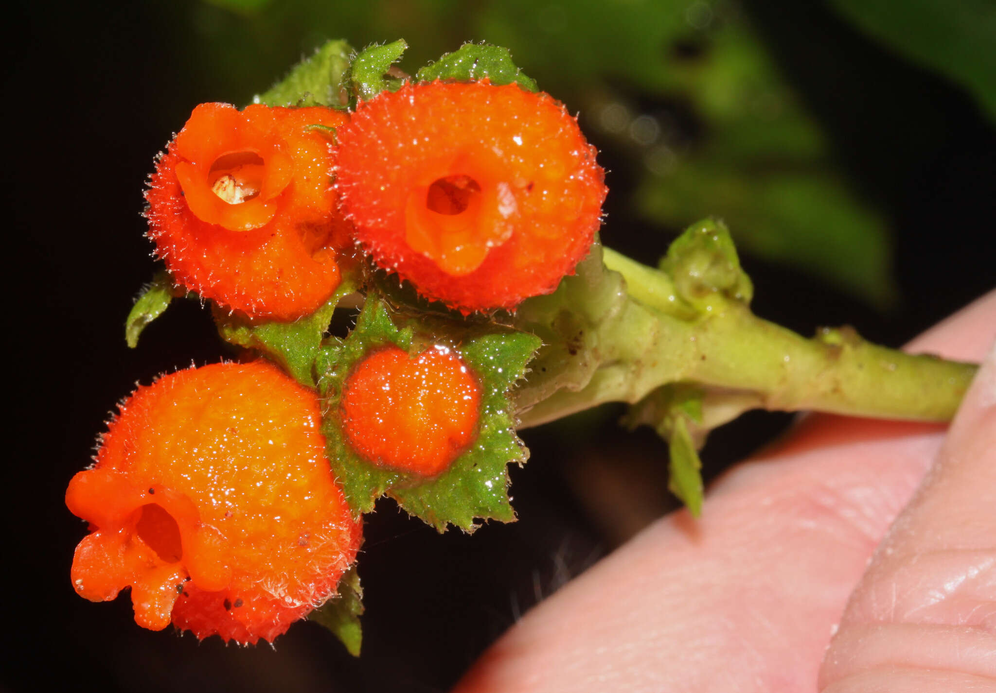 Gasteranthus corallinus (Fritsch) Wiehler的圖片