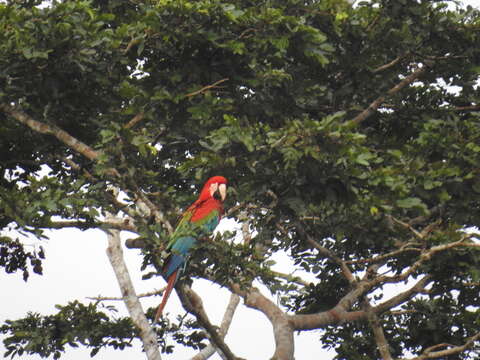 Image of Red-and-green Macaw