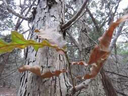 Image of bastard oak