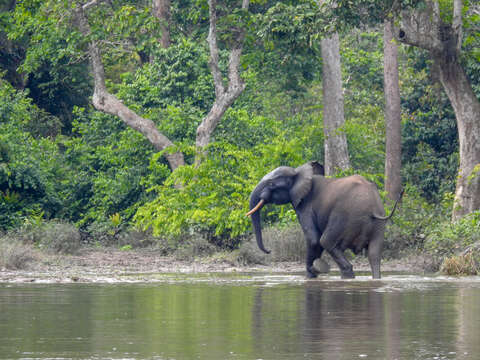 Image of African forest elephant