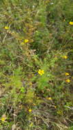 Image of Tagetes subulata Cerv.