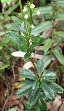 Image of Tetracarpaea tasmanica Hook. fil.