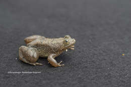 Image of Sumatran Puddle Frog