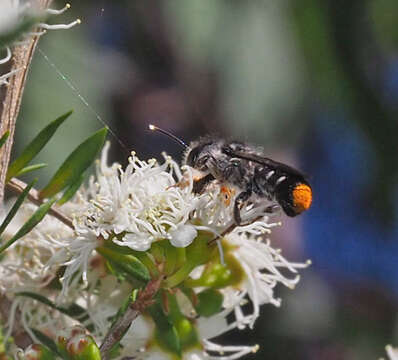 Image of Megachile ferox Smith 1879