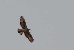 Image of African Hawk-Eagle