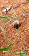 Imagem de Xenostegia tridentata subsp. angustifolia (Jacq.) J. Lejoly & S. Lisowski