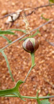 Image of Xenostegia tridentata subsp. angustifolia (Jacq.) J. Lejoly & S. Lisowski