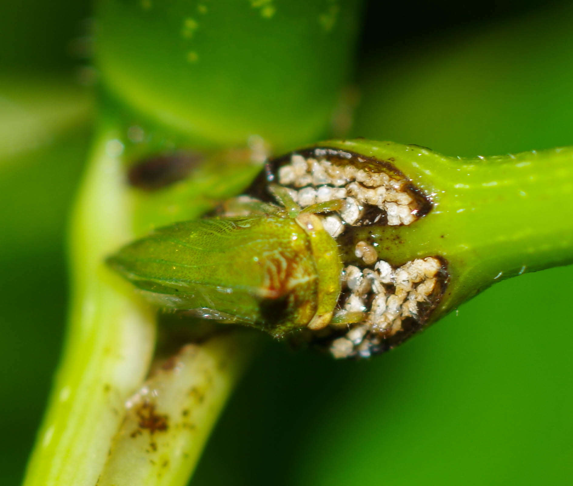 Image of Metheisa lucillodes Fowler