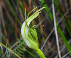 Image of Pterostylis micromega Hook. fil.