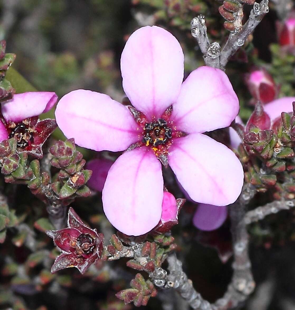 Image of Acmadenia matroosbergensis Phill.