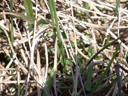 Image of Southern Umbrella Sedge