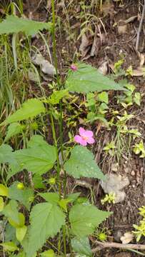 Imagem de Hibiscus phoeniceus Jacq.