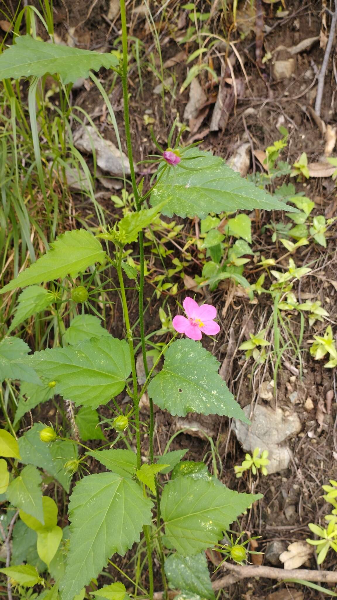 Image of Brazilian rosemallow