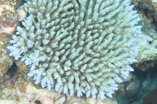 Image of Staghorn coral