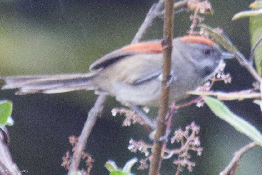 Image of Silvery-throated Spinetail