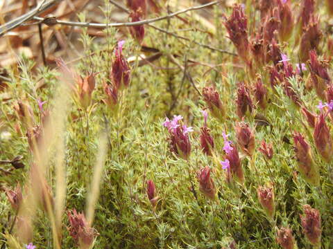 Image of Thymus lotocephalus G. López & R. Morales