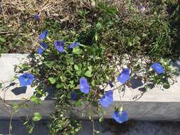 Image of Ololiuqui or Mexican Morning Glory