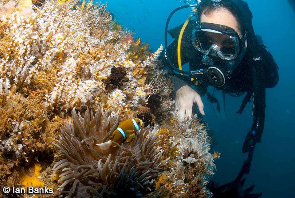 Image of Barrier Reef Anemonefish