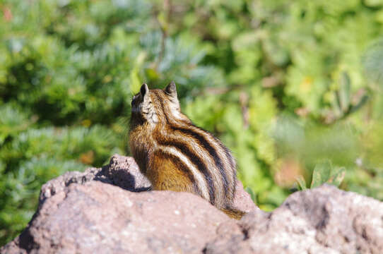 Image of Yellow-pine Chipmunk