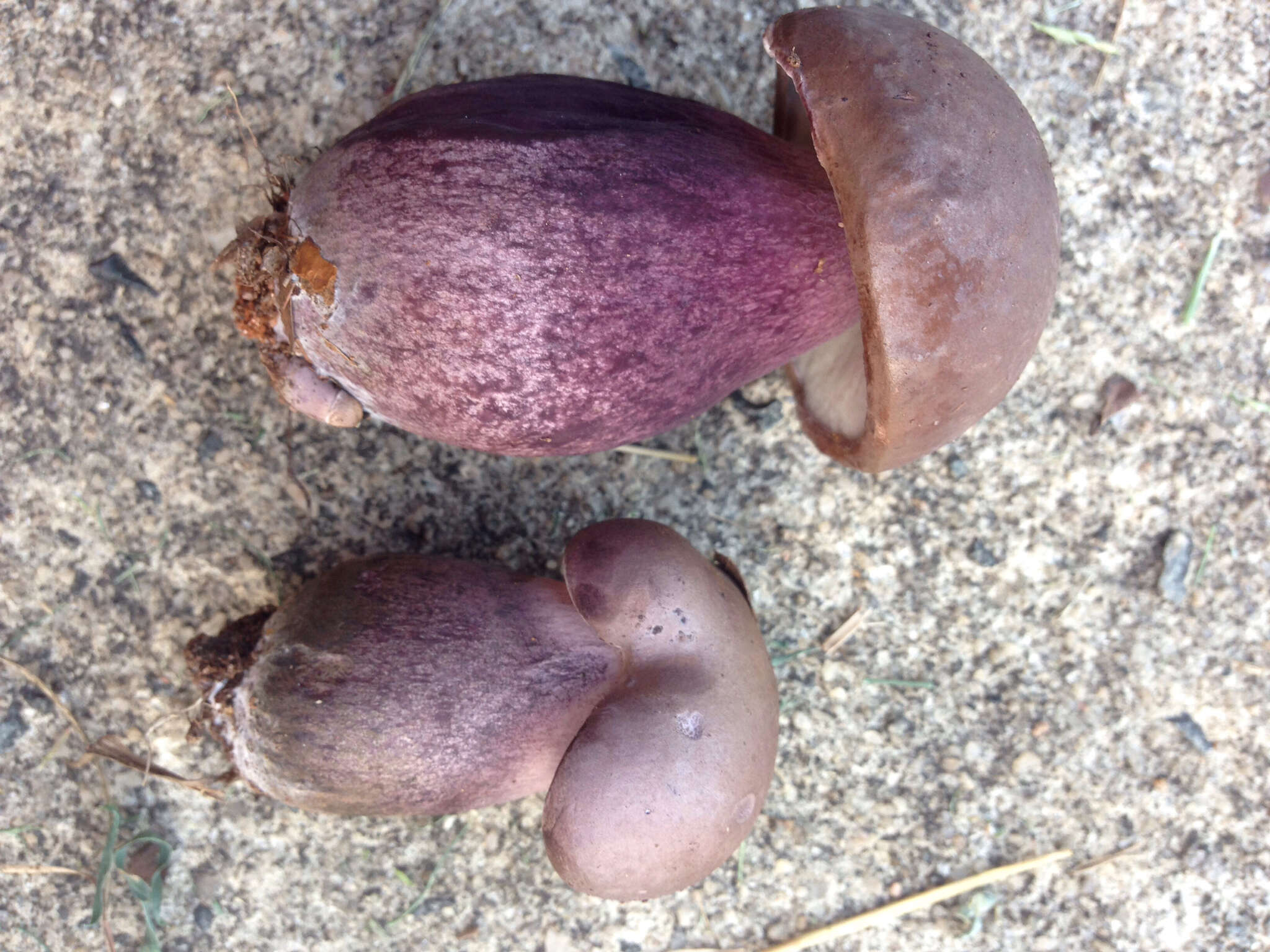 Image of Tylopilus plumbeoviolaceus (Snell & E. A. Dick) Snell & E. A. Dick 1941