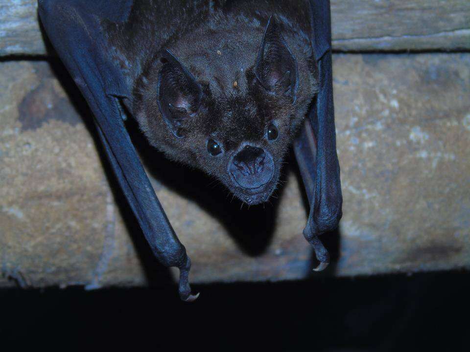 Image of Spear-nosed Bats.