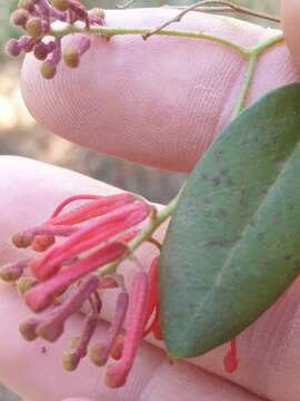 Image of Grevillea rhyolitica R. O. Makinson