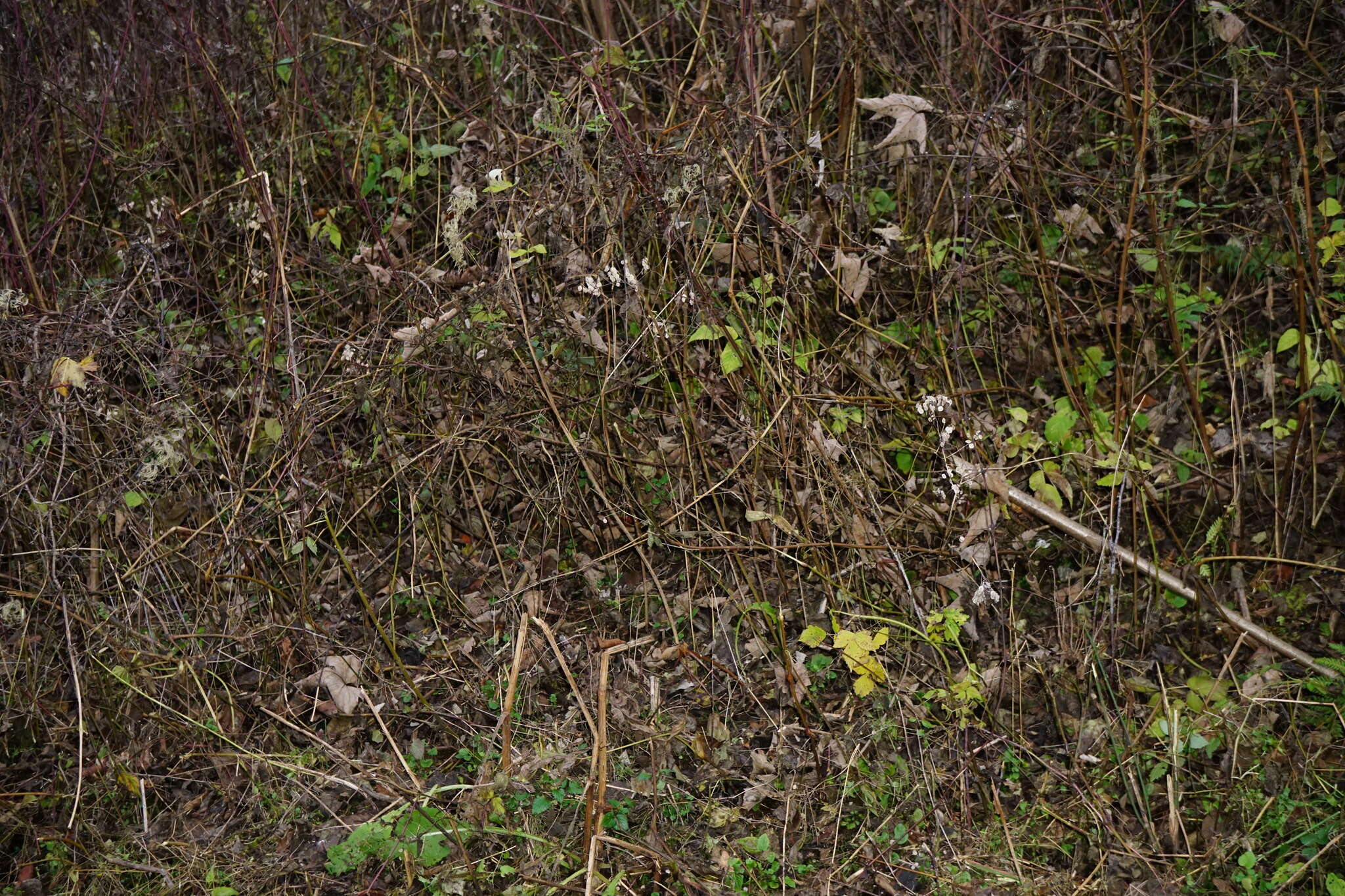 Imagem de Peltaria alliacea Jacq.