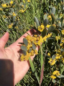 Acacia redolens Maslin resmi