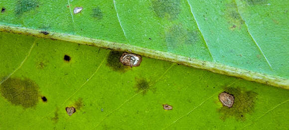 Imagem de Cephaleuros virescens