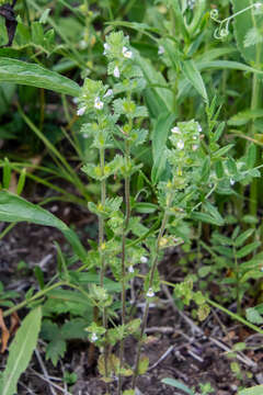 Imagem de Euphrasia hirtella Jordan ex Reuter