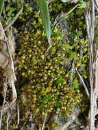 Image of Microbryum curvicollum