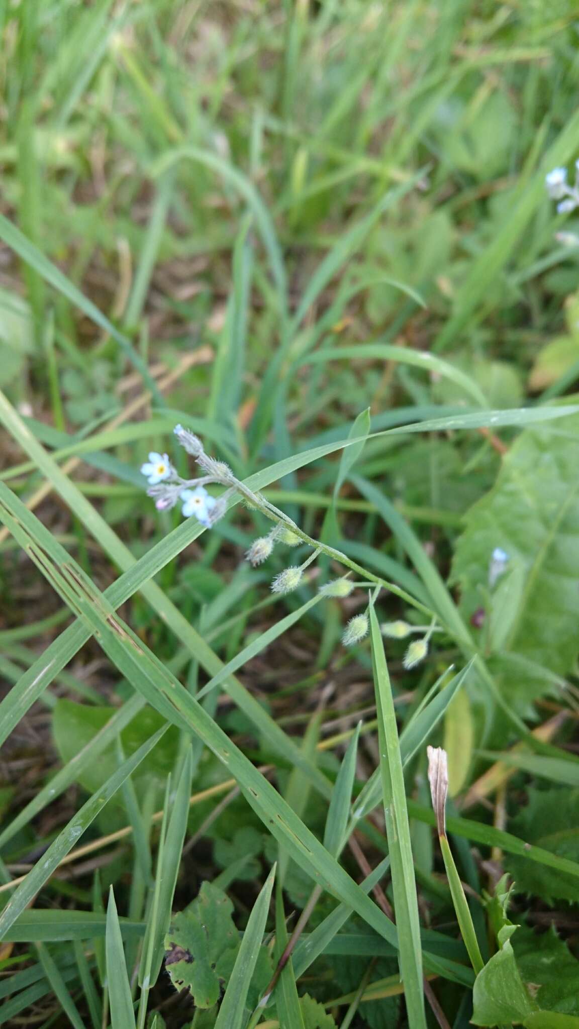 Image of field forget-me-not