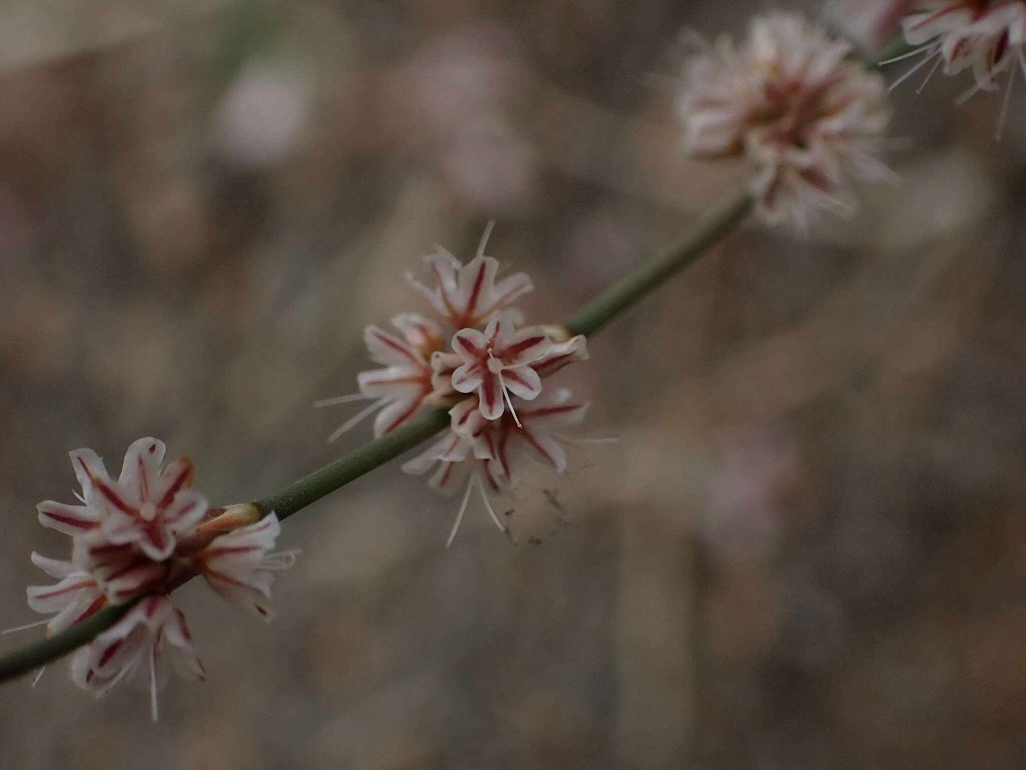 Image of goldencarpet buckwheat