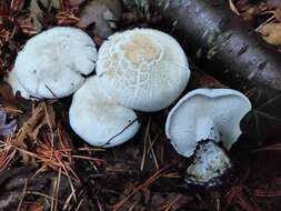 Imagem de Leucopaxillus cutefractus Noordel. 1984